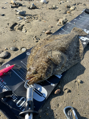 ヒラメの釣果