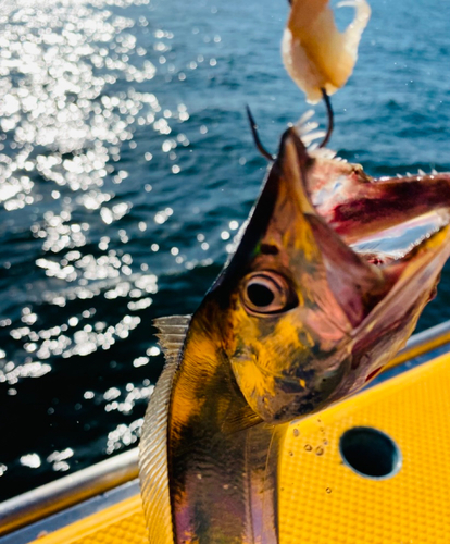 タチウオの釣果