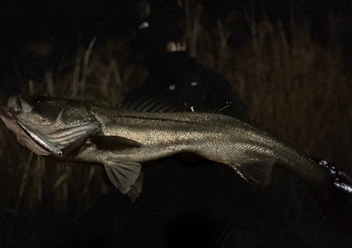 スズキの釣果