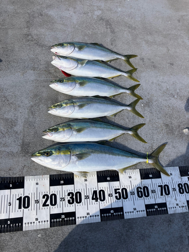 メジロの釣果