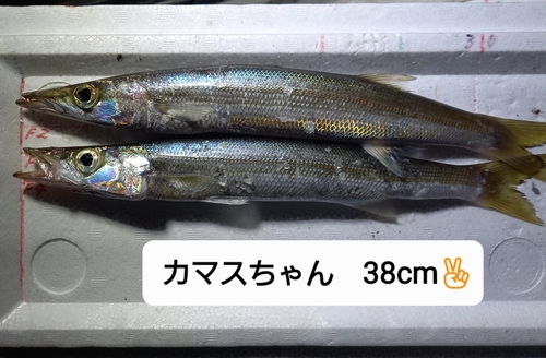 カマスの釣果