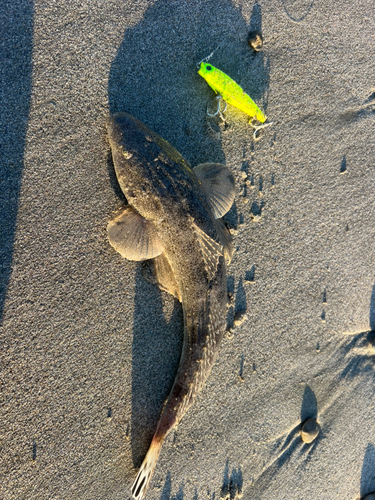 マゴチの釣果