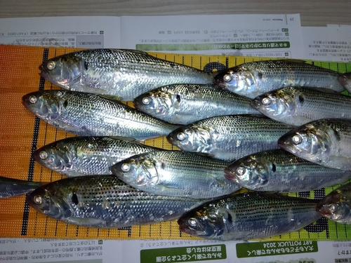 コノシロの釣果