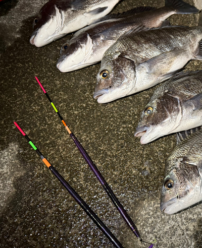 クロダイの釣果