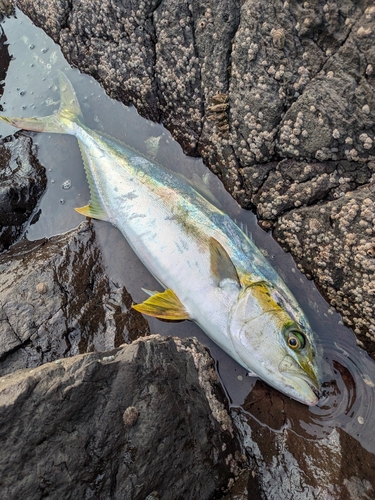 ヒラマサの釣果