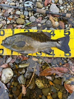 スモールマウスバスの釣果