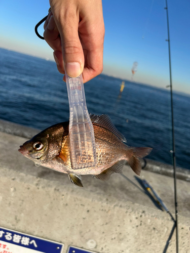 ウミタナゴの釣果