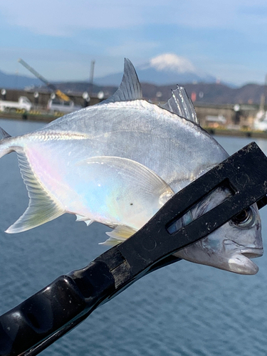 メッキの釣果