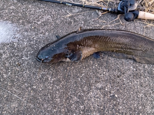 ナマズの釣果