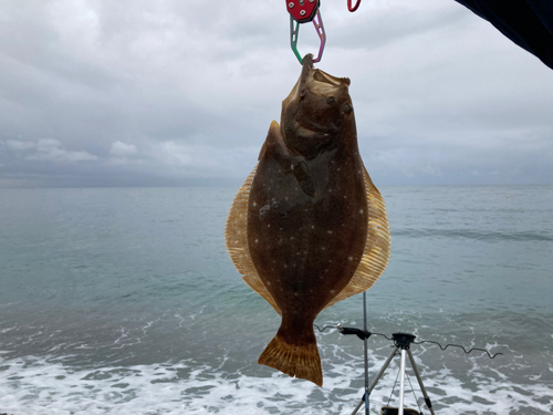 ヒラメの釣果