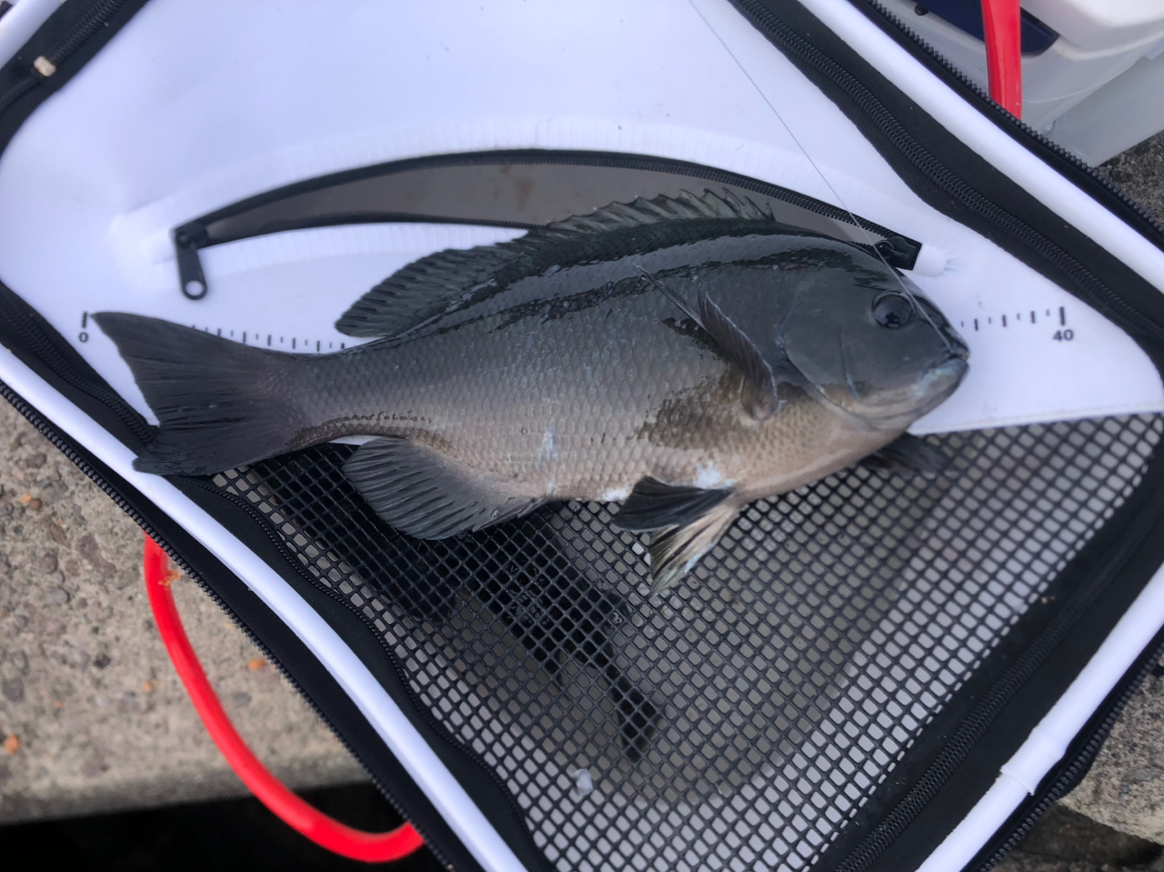 SHIMANO 極翔 2021年モデルの最安値・インプレ・釣果 | 本音の