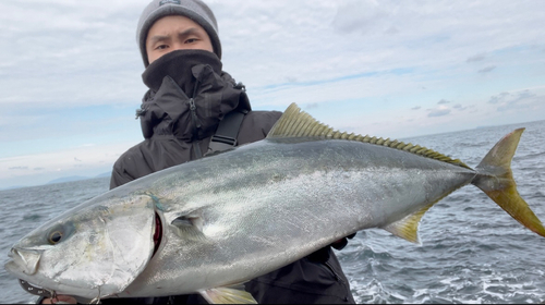 ブリの釣果