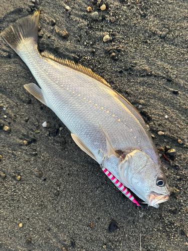 オオニベの釣果