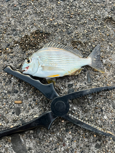 セイゴ（マルスズキ）の釣果