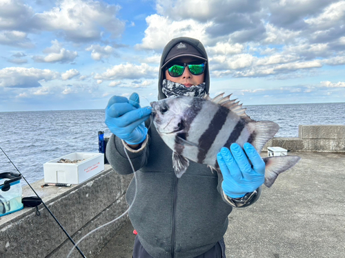 イシダイの釣果