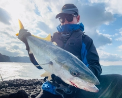 ブリの釣果