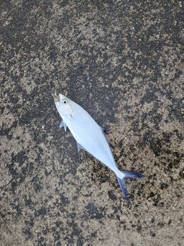 イケカツオの釣果