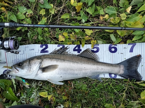 シーバスの釣果