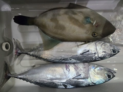 ウマヅラハギの釣果