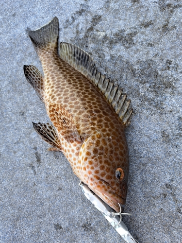 オオモンハタの釣果