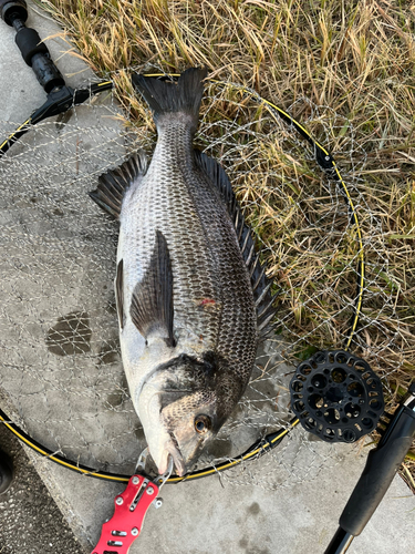 チヌの釣果