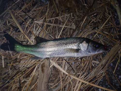 セイゴ（マルスズキ）の釣果