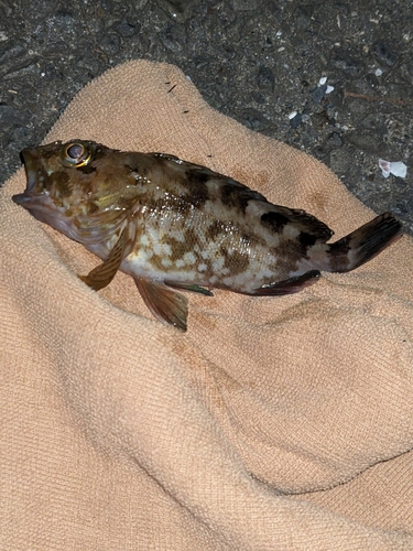 カサゴの釣果