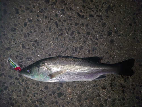 セイゴ（マルスズキ）の釣果