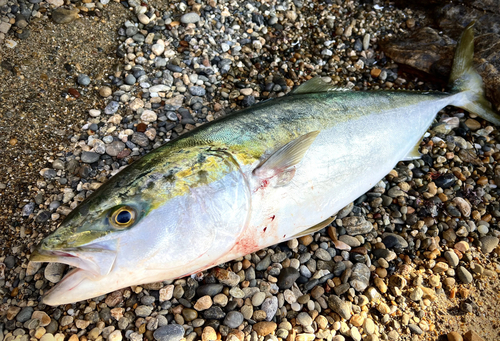 ブリの釣果