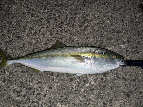 ブリの釣果