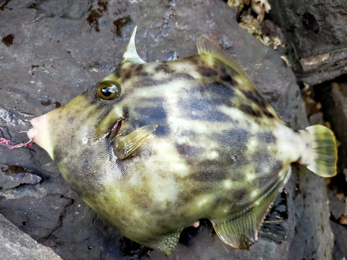 カワハギの釣果