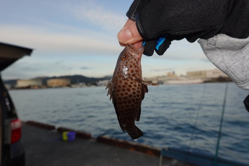 オオモンハタの釣果