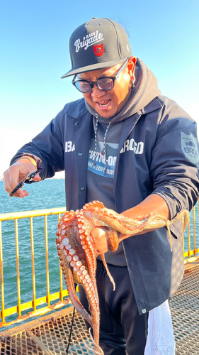 タコの釣果