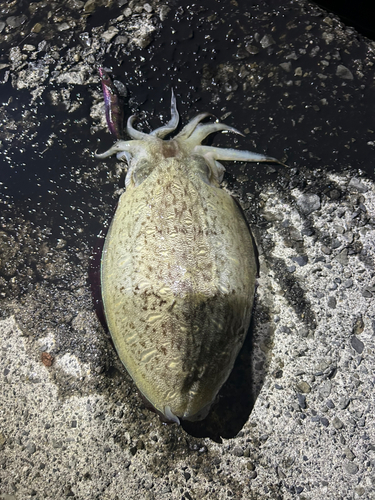 コウイカの釣果