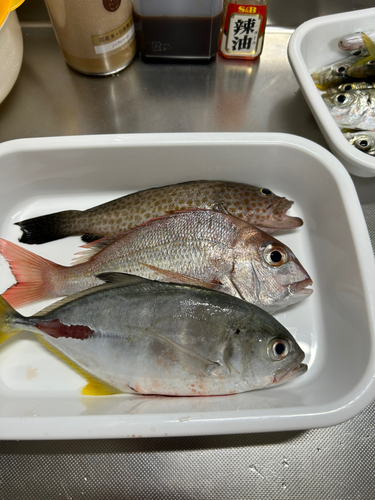 オオモンハタの釣果