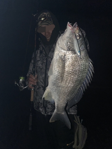 キビレの釣果