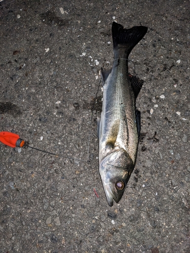 セイゴ（タイリクスズキ）の釣果