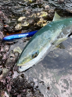 ヤズの釣果