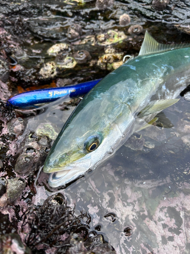 ヤズの釣果