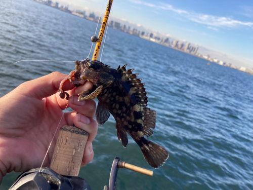 カサゴの釣果