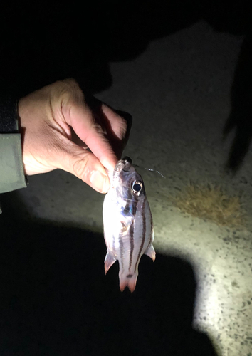 オオスジイシモチの釣果