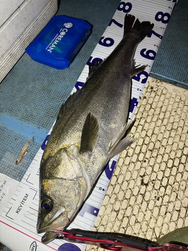 シーバスの釣果