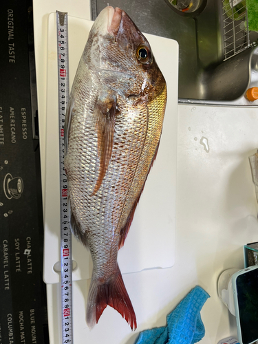 マダイの釣果