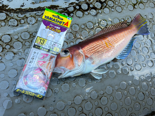 アカアマダイの釣果