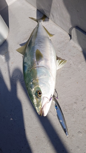 ワラサの釣果