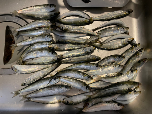 イワシの釣果