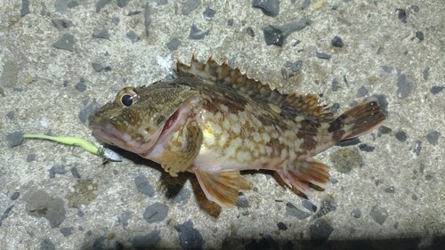 カサゴの釣果