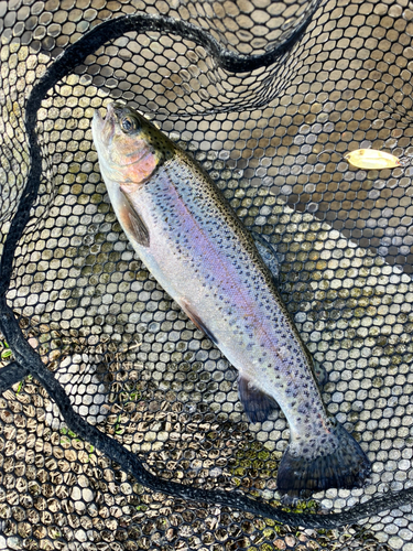 ニジマスの釣果