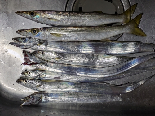 カマスの釣果