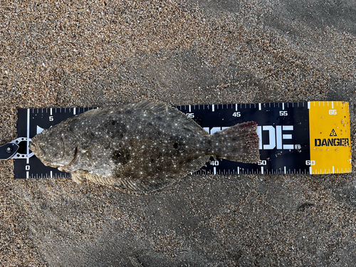 ヒラメの釣果